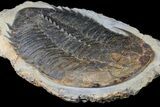 Homalonotid (Iberocoryphe?) Trilobite - Very Rare! #125123-3